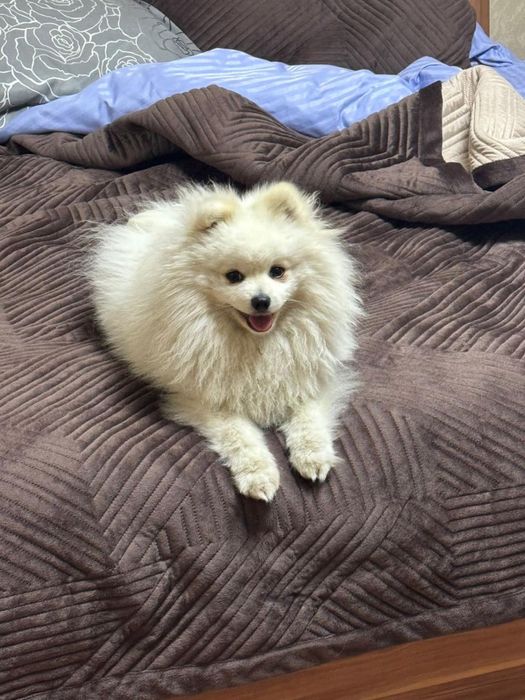 Потерян шпиц, срочно!!