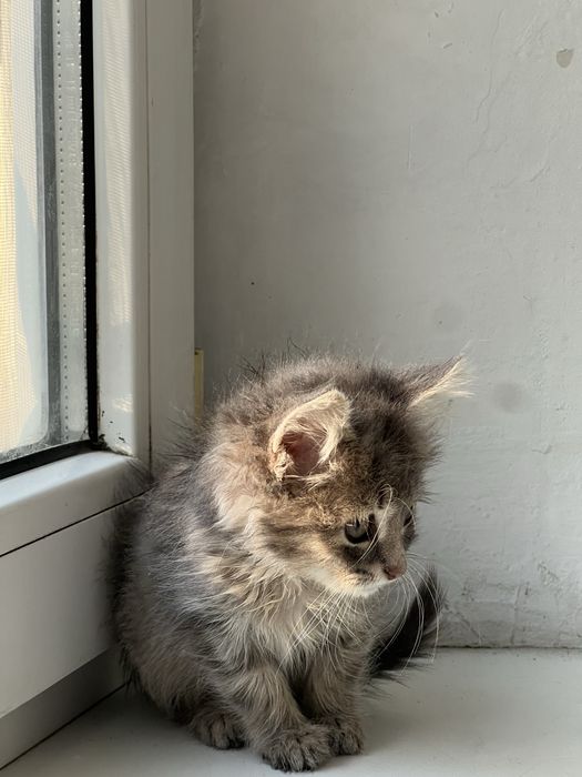 Котенок 1 сесяц
