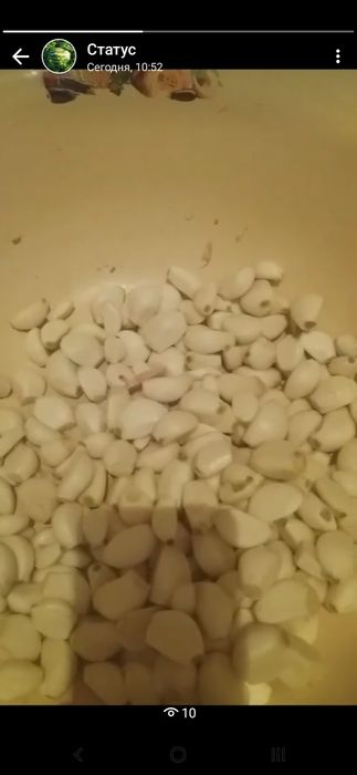 Чиснок чишаны с доствкай