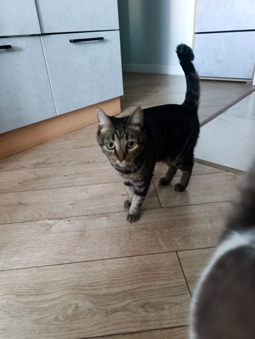 Отдам кошку стерилизованная