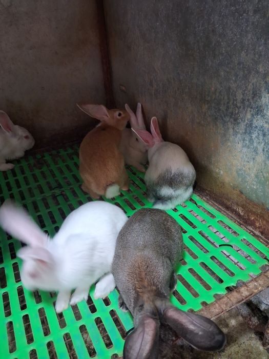Iepuri de vanzare!