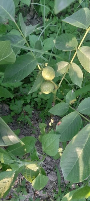 Мевали ва манзарали кучатлар