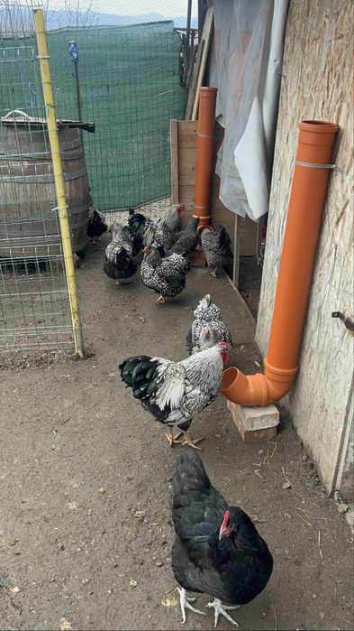 Vand Cocosi Wyandotte ,an 2025