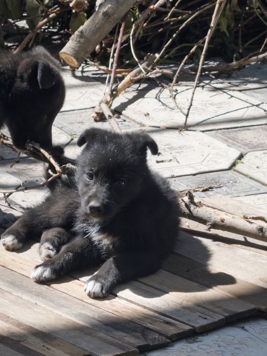 Щенки овчарка, месяц от роду