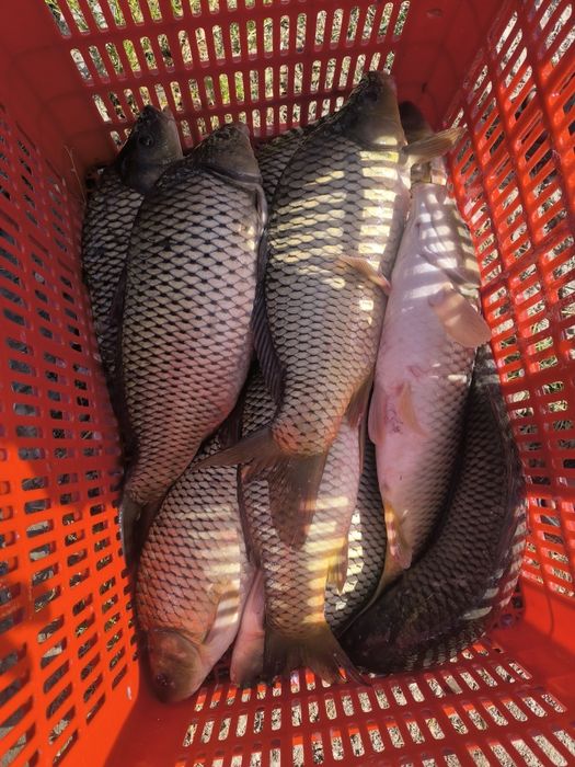 Балик Baliq sazan сазан рыба сотилади sotililadi talstalob Талсталоб