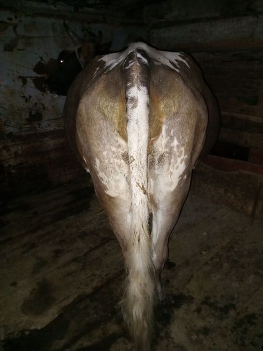 Продам корову Стельная