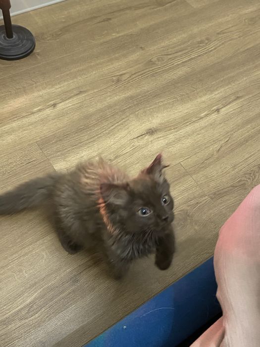 Котята, 2 кошки и 1 кот
