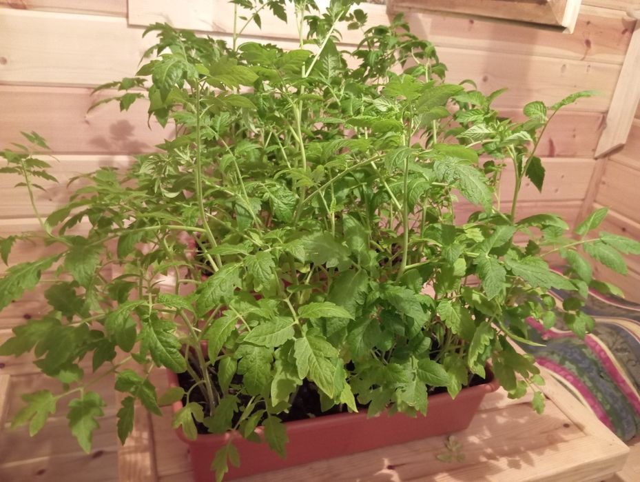 Продам саженцы помидор