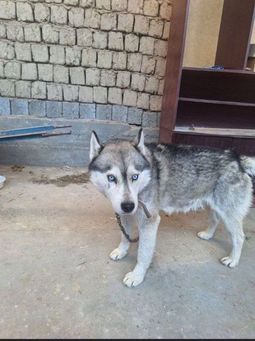 Хаски сотилади 8 ойлик акили ит