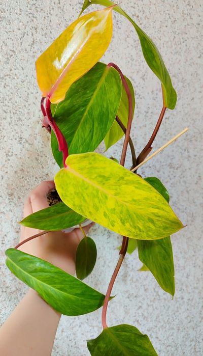 Филодендрон Медуза