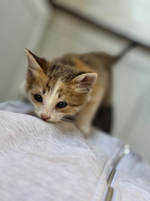 Котенок в добрые руки