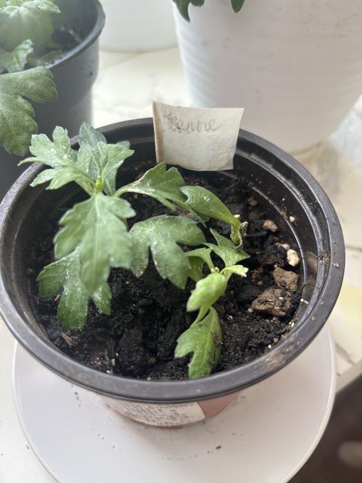 Хризантымы. Комнатные цветы