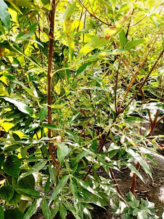 Муқаддас Витекс - Марям дарахти - Витекс священный - Авраамово дерево