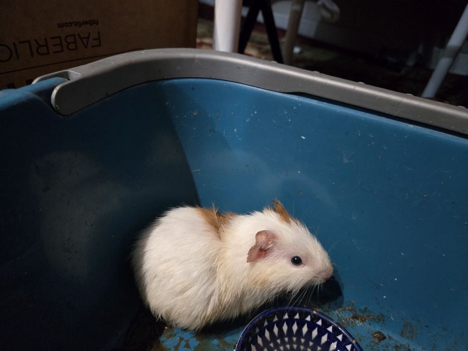 Морская свинка малыш 3000 тг