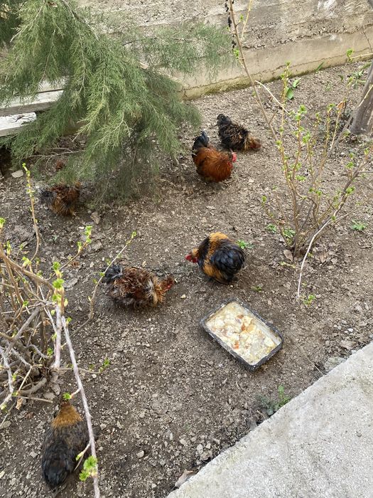 Продам карликовых петухов