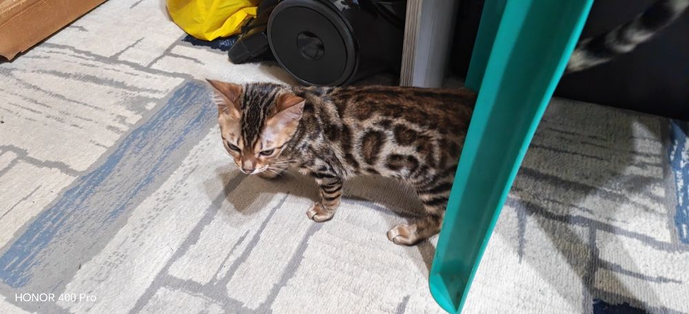 Бенгальские котята