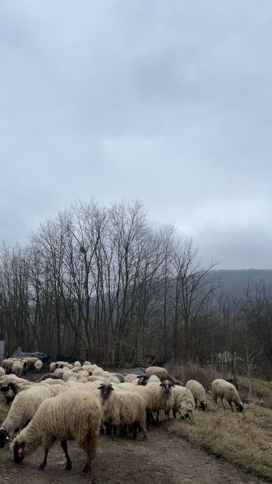 Vând 60 de oi…..