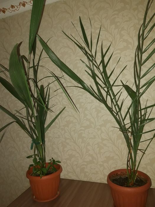 Финиковое дерево, куст. Пальма.