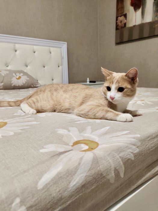 Ищу хозяев для котейки