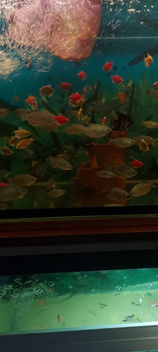 Рыбки разные мирные Растения