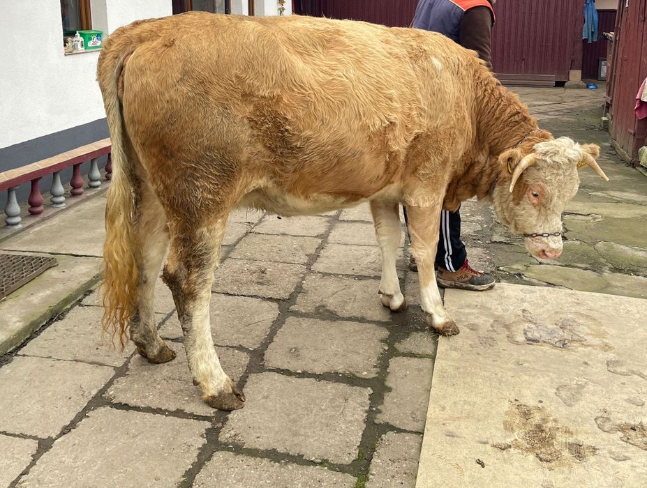 Junincă - la prima fătare