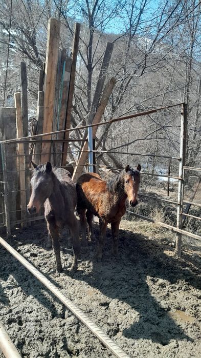 Құнан асау,жеребчик не обученый.