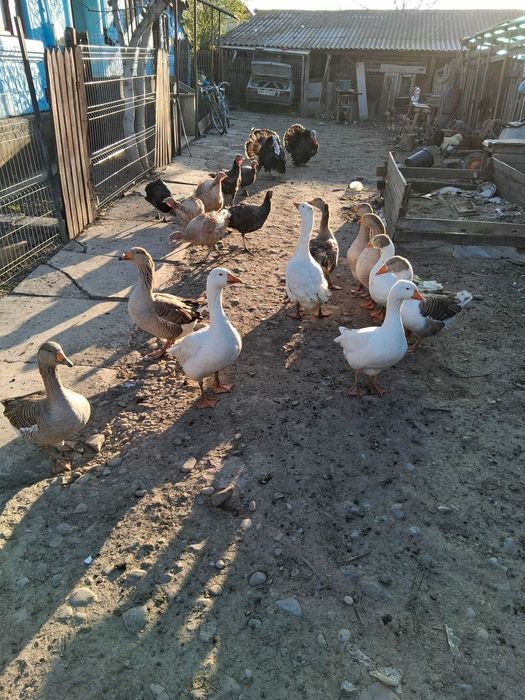 Gascani de gospodarie