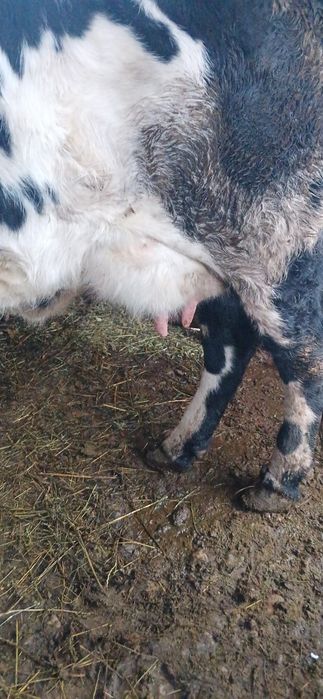 Vând vaca cu vitea fatatata de 2 luni