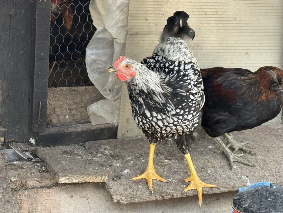 Cocosi de rasa pura