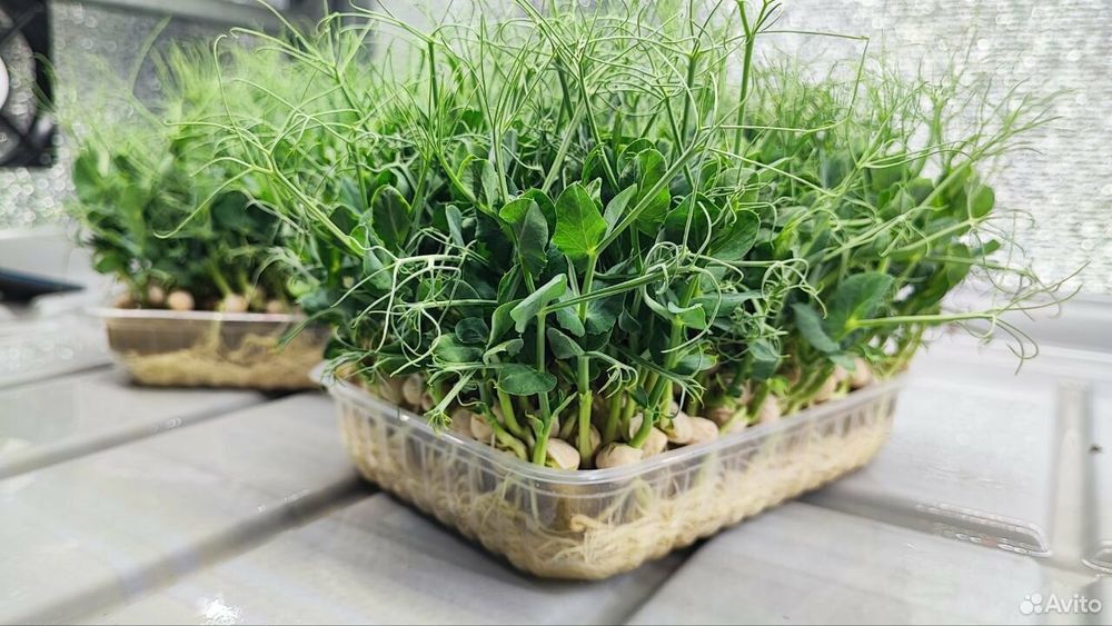 Микрозелень на заказ