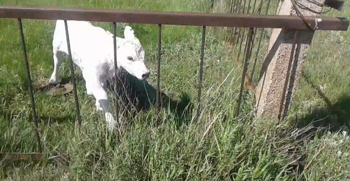 Ферма, Фазенда, Откорм площадка