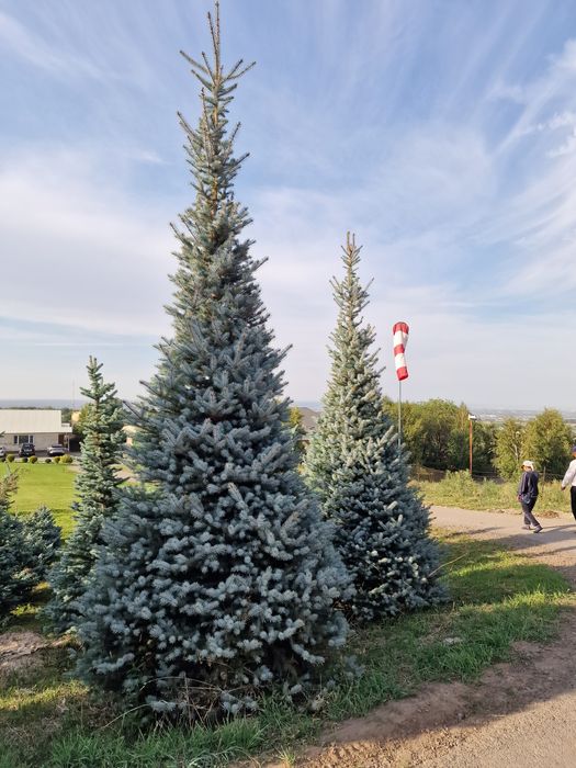 Ель тополь клён вязь