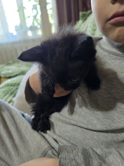 Котёнок девочка бесплатно. Хутор