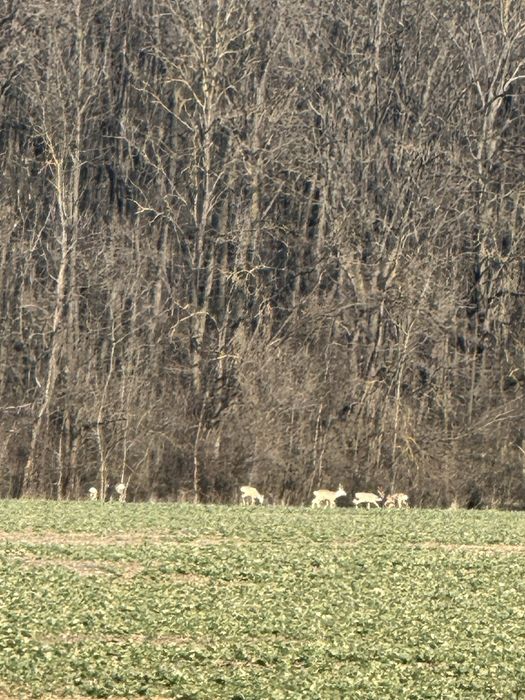 Teren in Teghes 1000 mp