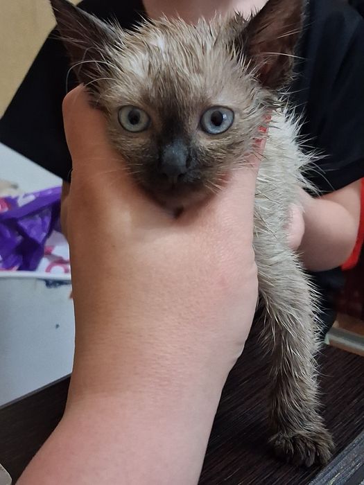 Котики в хорошие руки