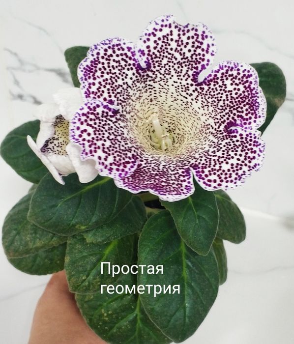 Цветущие не махровые глоксинии.