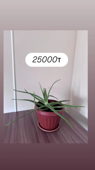 Үй гүлдері сатылады