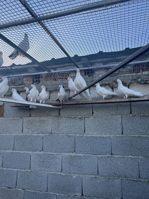 Пазарджишки гълъби