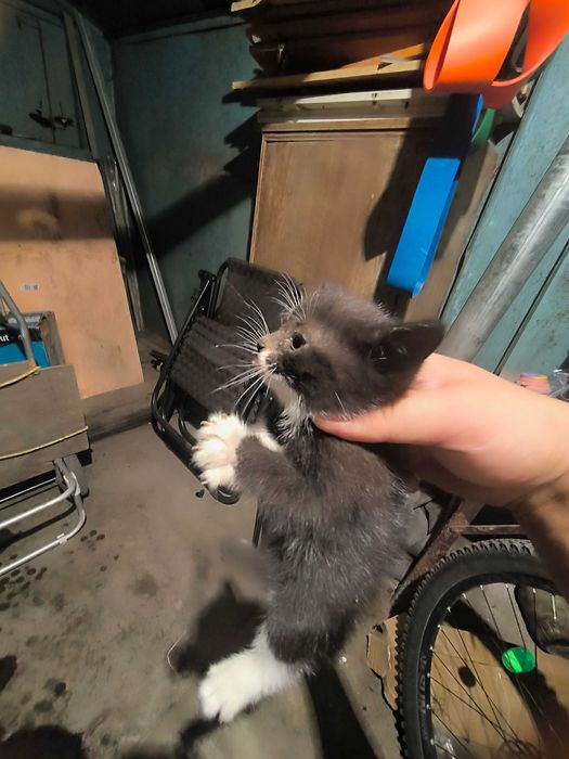 Котенок бесплатно с доставкой
