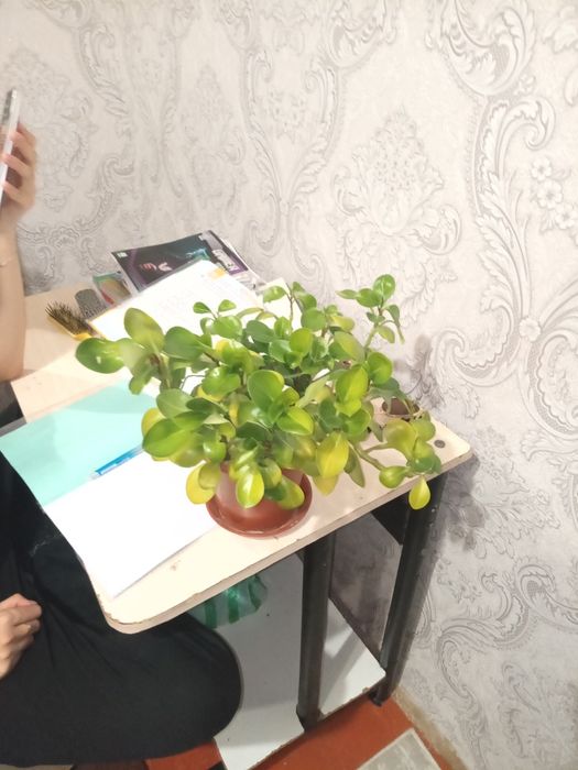 Продам комнатные цветы