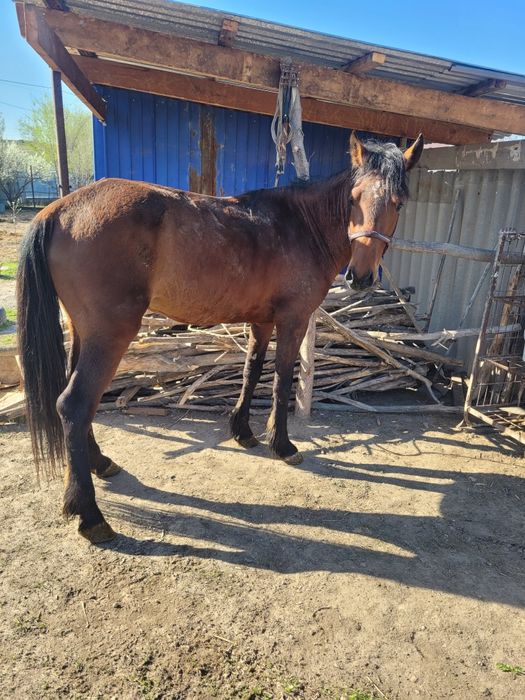 Донен айгыр жорга.