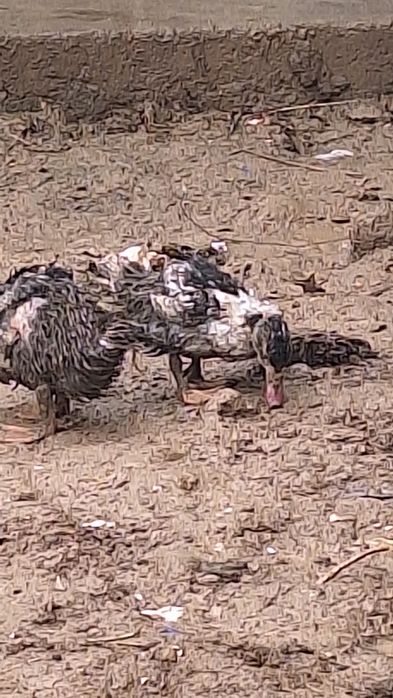 Urdaklar sotiladi arzon