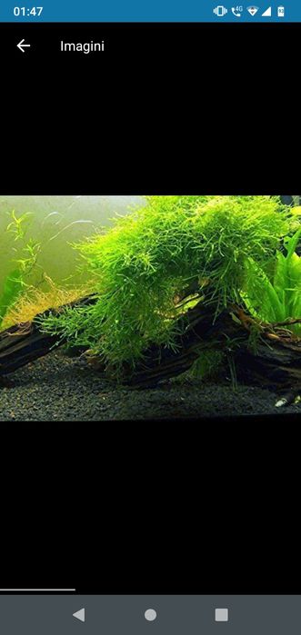 planta acvariu pesti Cabomba,Moss,,anubias..