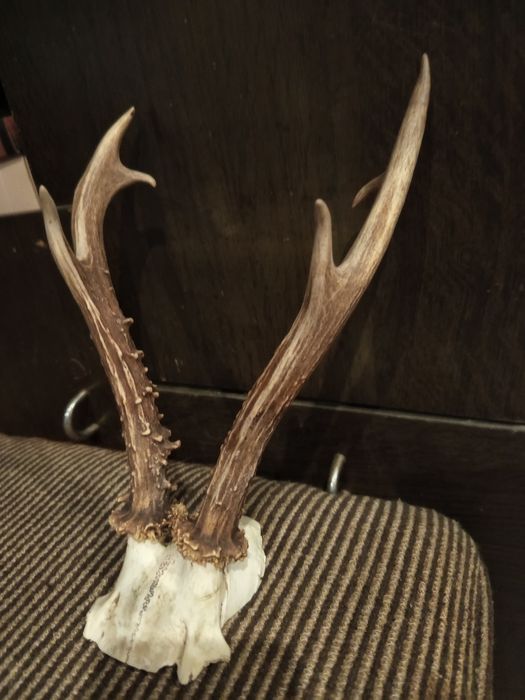 Истински Еленски рога