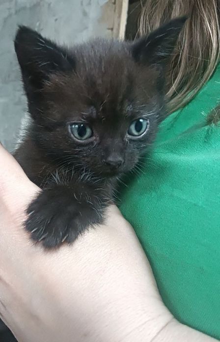 Отдам котят 1.5 месяца