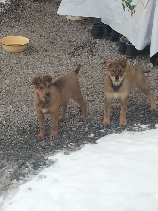 Күшік помес стафорт