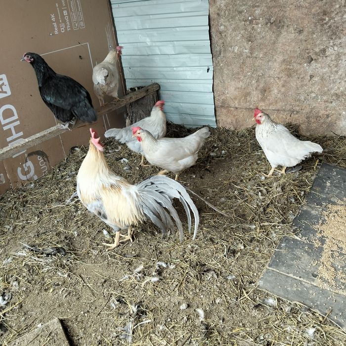 Леггорн изабелла