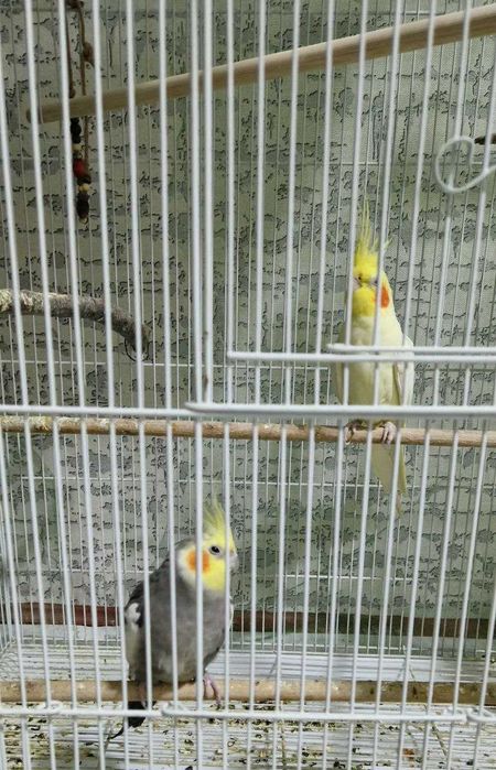 Срочно продам попугаев — корелла. Цена — договорная