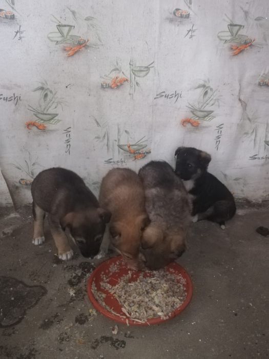 Отдам щенков в хорошие руки