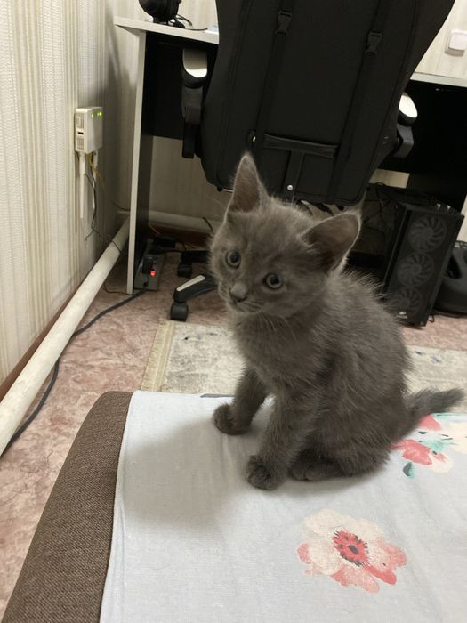 Котенок, бесплатно в добрые руки
